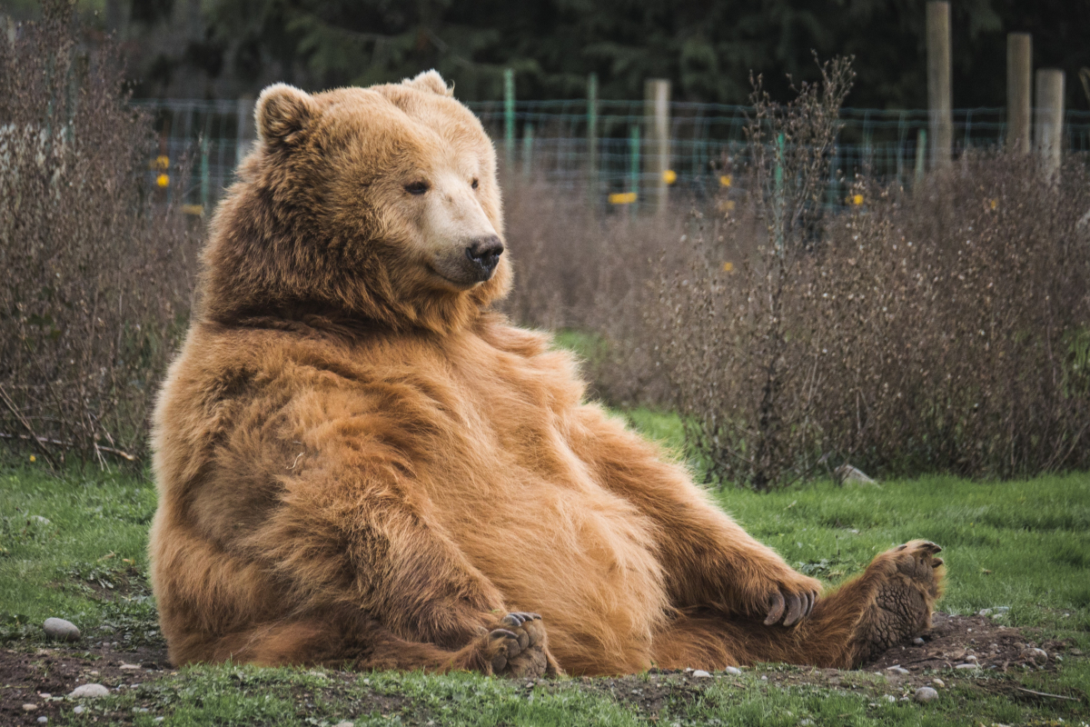 Медведь вышел на трассу Красноярского края и стал преследовать мужчину