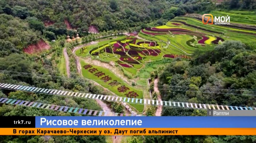 Рисовое искусство: где в Китае туристы охотятся за самыми красивыми кадрами