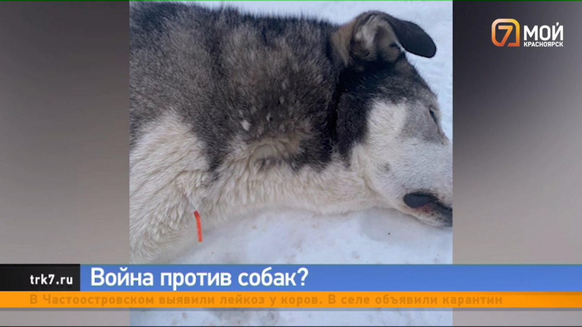 В Красноярске нашли собаку с торчащим из шеи дротиком