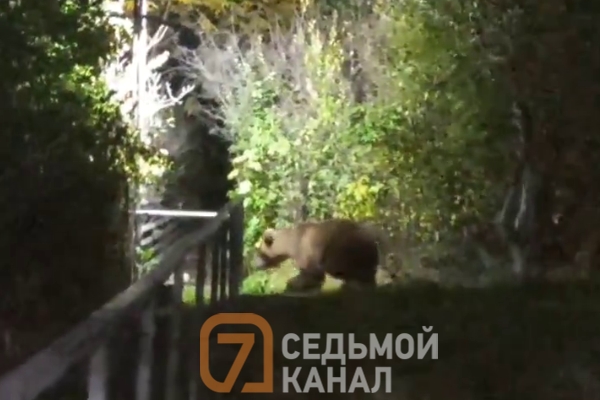 «Опять к соседу ночевать»: Красноярцы показали кадры совместной жизни с медведем