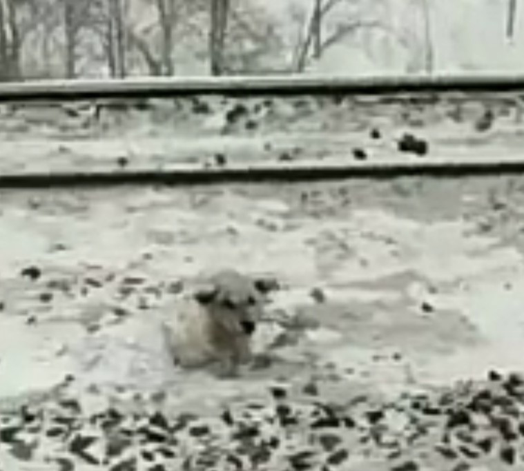 Почему электричка собака. Электричка сбила собаку. Белую собаку сбил поезд.