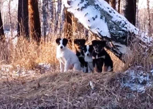 В Красноярском крае после жестокого убийства щенков возбудили уголовное дело