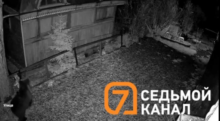 В СНТ «Спартак» под Красноярском медведи гнут заборы и ходят по ночам