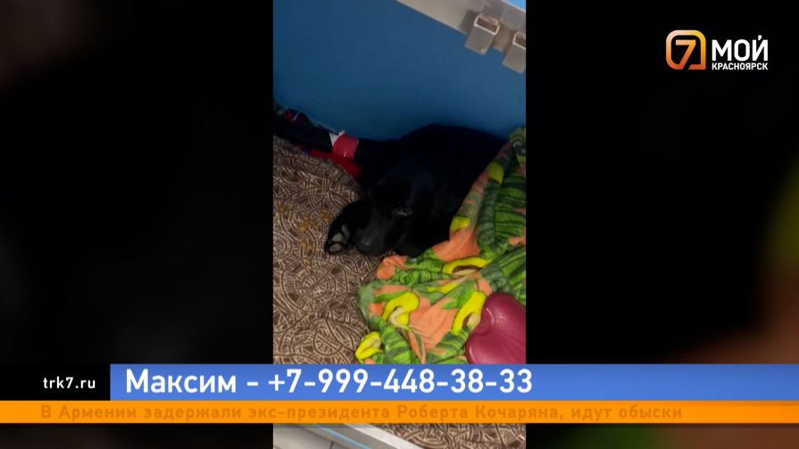 Отказался усыпить и верит в чудо: красноярец просит помощи земляков для спасения лабрадора Бэнни