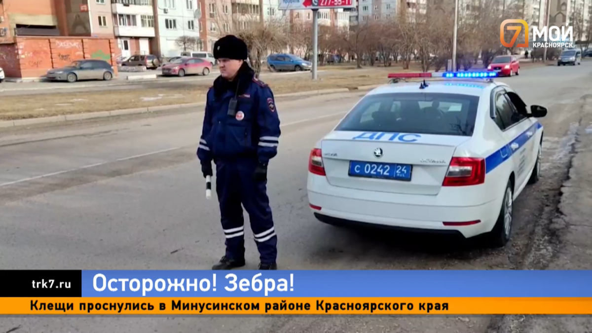 Красноярские инспекторы устроили охоту на водителей и пешеходов