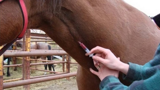 У лошадей в Красноярском крае выявили смертельный вирус