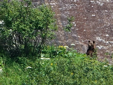В Красноярском крае под Лесосибирском заметили медведя. Фото: vasiliy.bogdan.photo