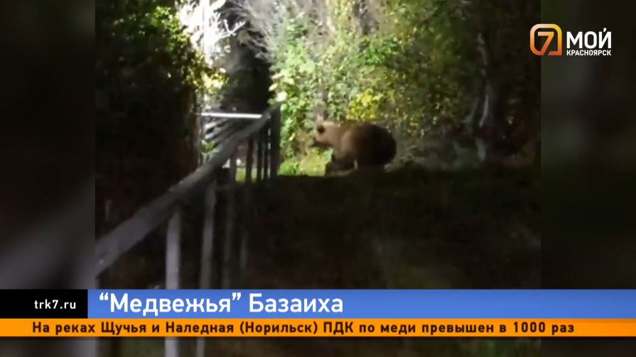 Кровь уже смыло — окраина Красноярска превратилась в полигон для отстрела медведей