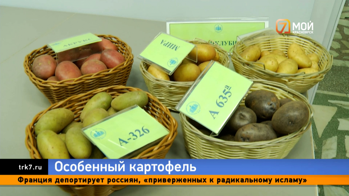 Красноярские аграрии похвастались специально выведенными для Сибири сортами картофеля