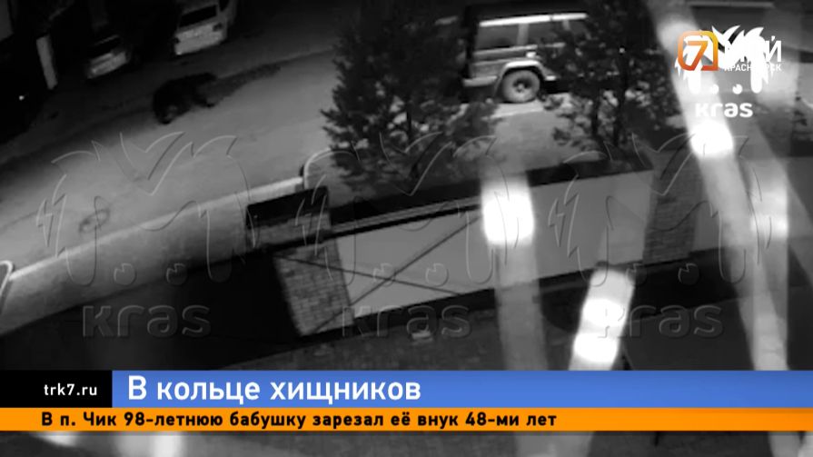 Город в страхе, в лесу — смертельная опасность: Красноярск спасается от медведей