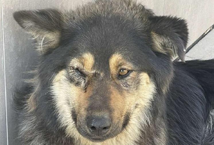 Бездомных собак расстреляли в ЖК «Южный берег»