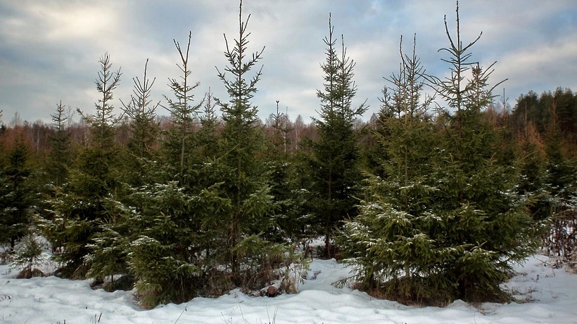 Житель Красноярского края вырубил 80 деревьев для продажи и может сесть в тюрьму на 7 лет