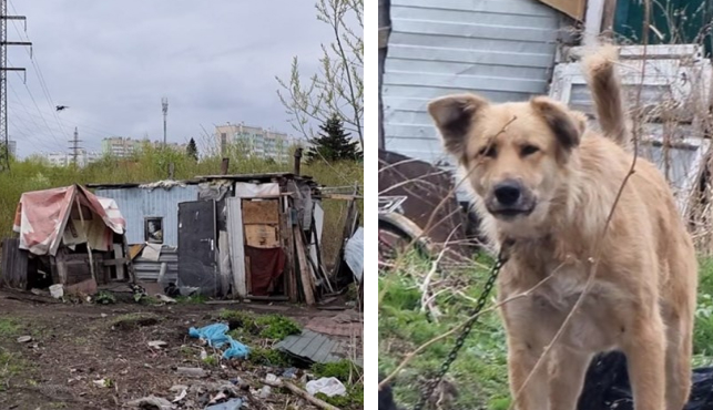 В Октябрьском районе Красноярска нашли стоянку бездомных и обглоданные останки собак
