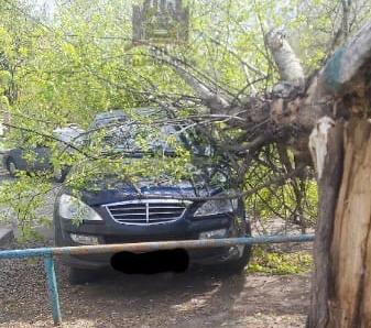 Как действовать в случае падения дерева на машину – рассказали в ГИБДД Красноярского края. Фото: ЧП Красноярск