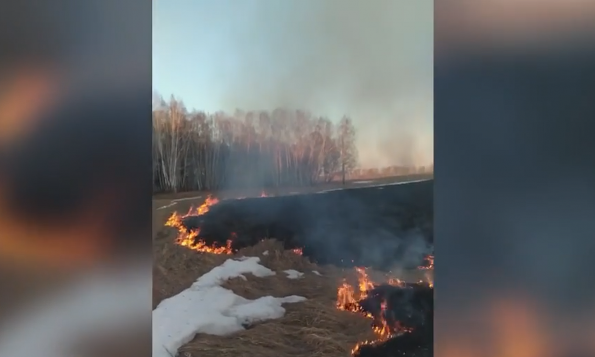 Житель Красноярского края поджёг сухую траву ради пчёл