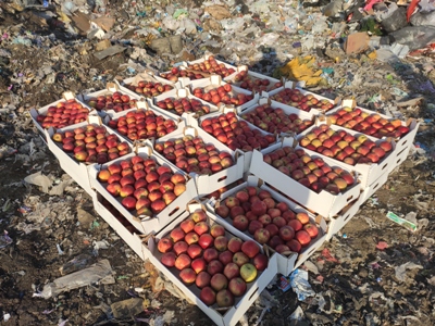 В Красноярске уничтожили почти тонну яблок. Фото: Россельхознадзор