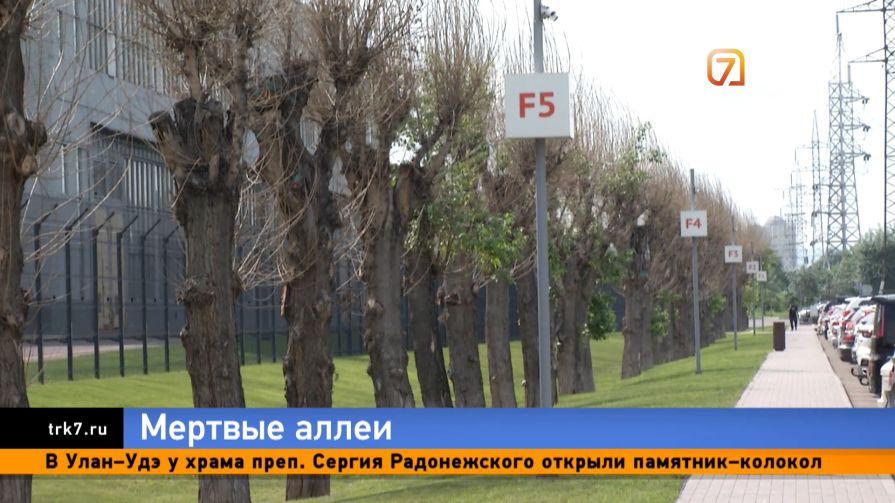 Вместо зеленых аллей — сухие веники: что происходит с деревьями в Красноярске