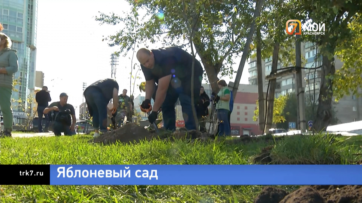 Красноярская рециклинговая компания высадила у берега Качи 100 яблонь