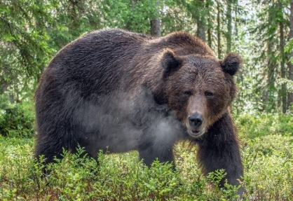 16-летний подросток скончался после нападения медведя в природном парке «Ергаки». Фото: krk.sledcom.ru