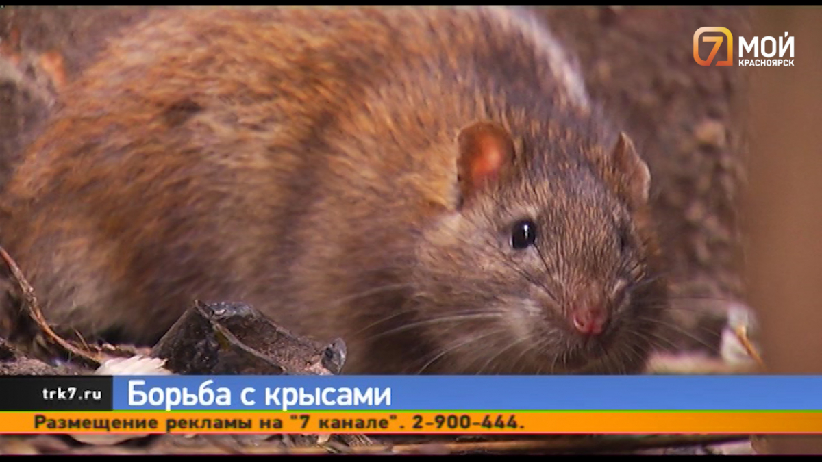 Крысы заполонили Красноярск