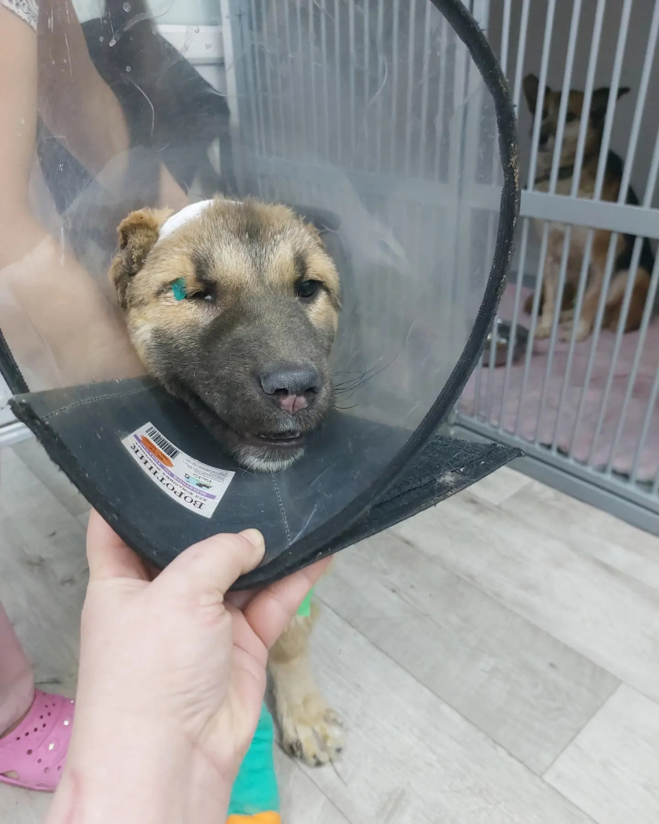В Красноярске выкинутая в мусорку избитая собака идет на поправку