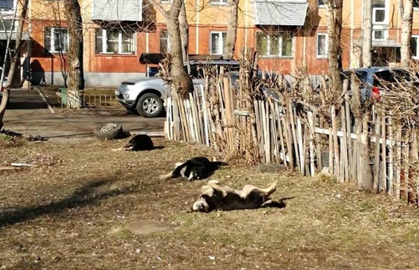 Красноярску обещают дополнительные средства на отлов бродячих собак