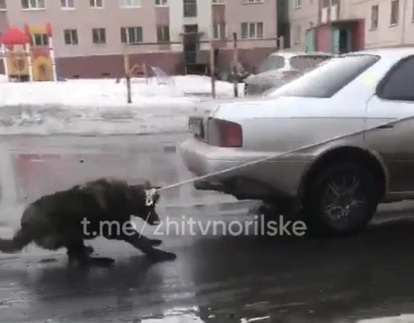 В Красноярске женщина привязала собаку к машине. Женщина привязала собаку к машине и ехала. Тетка привязала собаку к машине. Фото как женщина привязала собаку к машине.