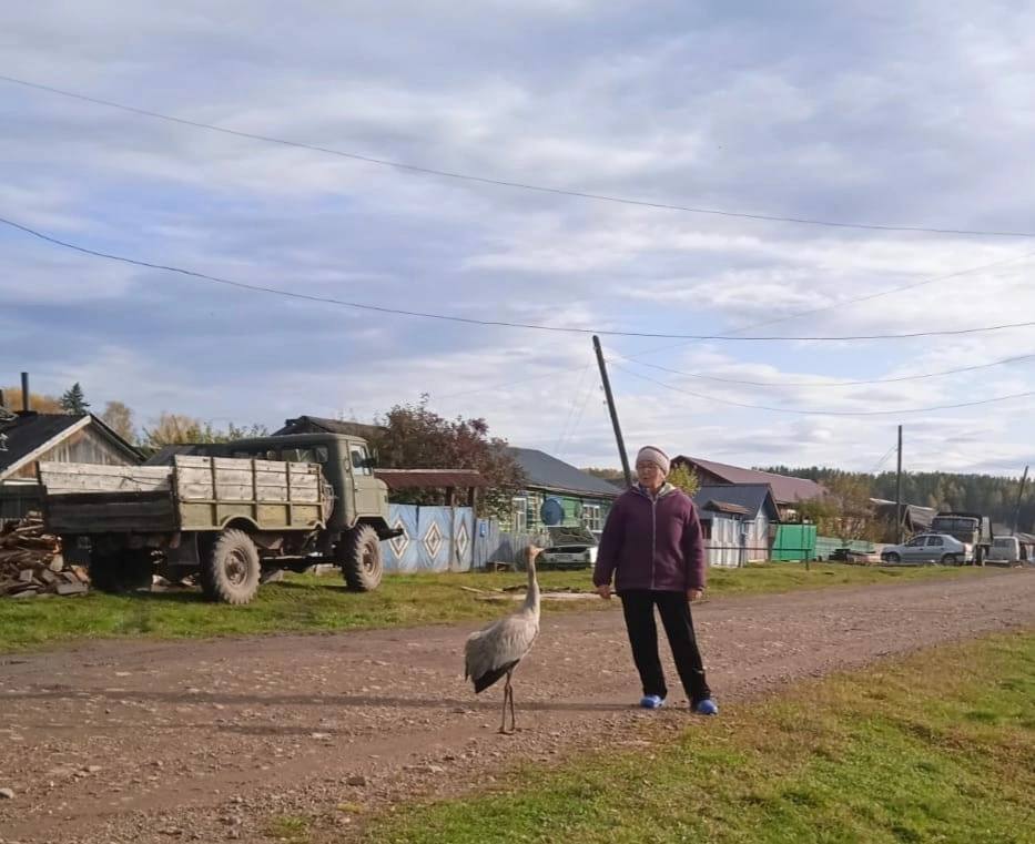 В посёлке Красноярского края поселился краснокнижный журавль: люди боятся, что птица погибнет