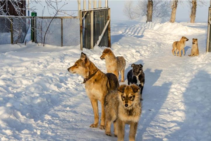 Хозяйку 15 собак выселили из квартиры в Норильске после жалоб соседей