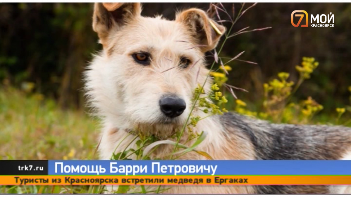 80 тысяч рублей пожертвовал красноярец на лечение сбитой мотоциклистом собаки