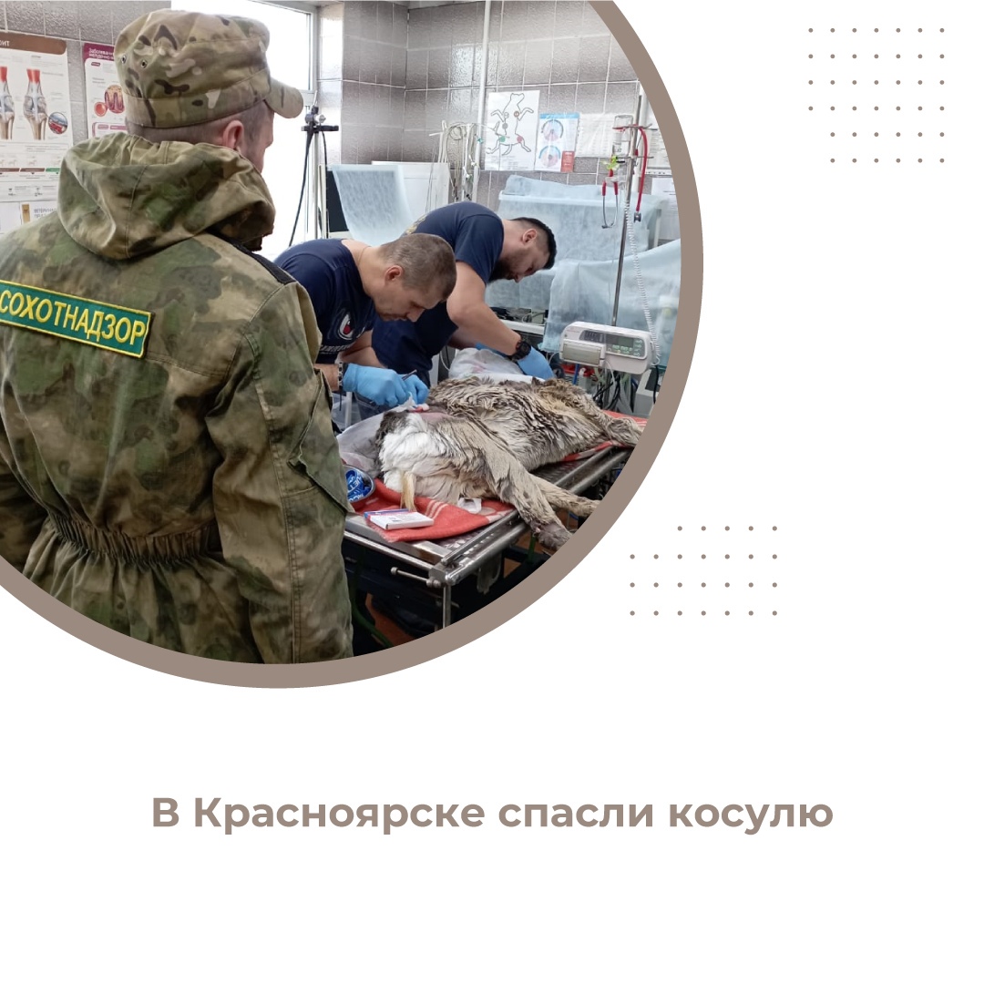 В Свердловском районе Красноярска охотинспекторы поймали раненую косулю