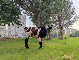 Красноярцы недовольны пасущимися на правобережье коровами 