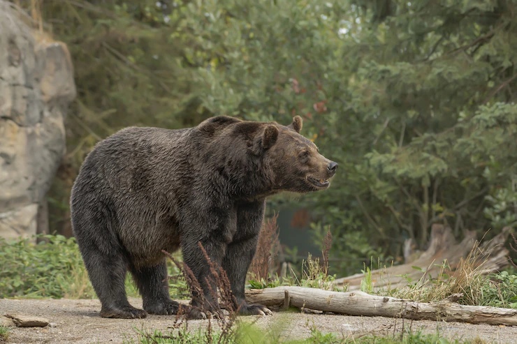 В Дивногорске медведь вышел к людям