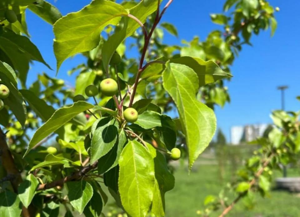 В красноярском парке «Солнечная поляна» заплодоносили яблони 