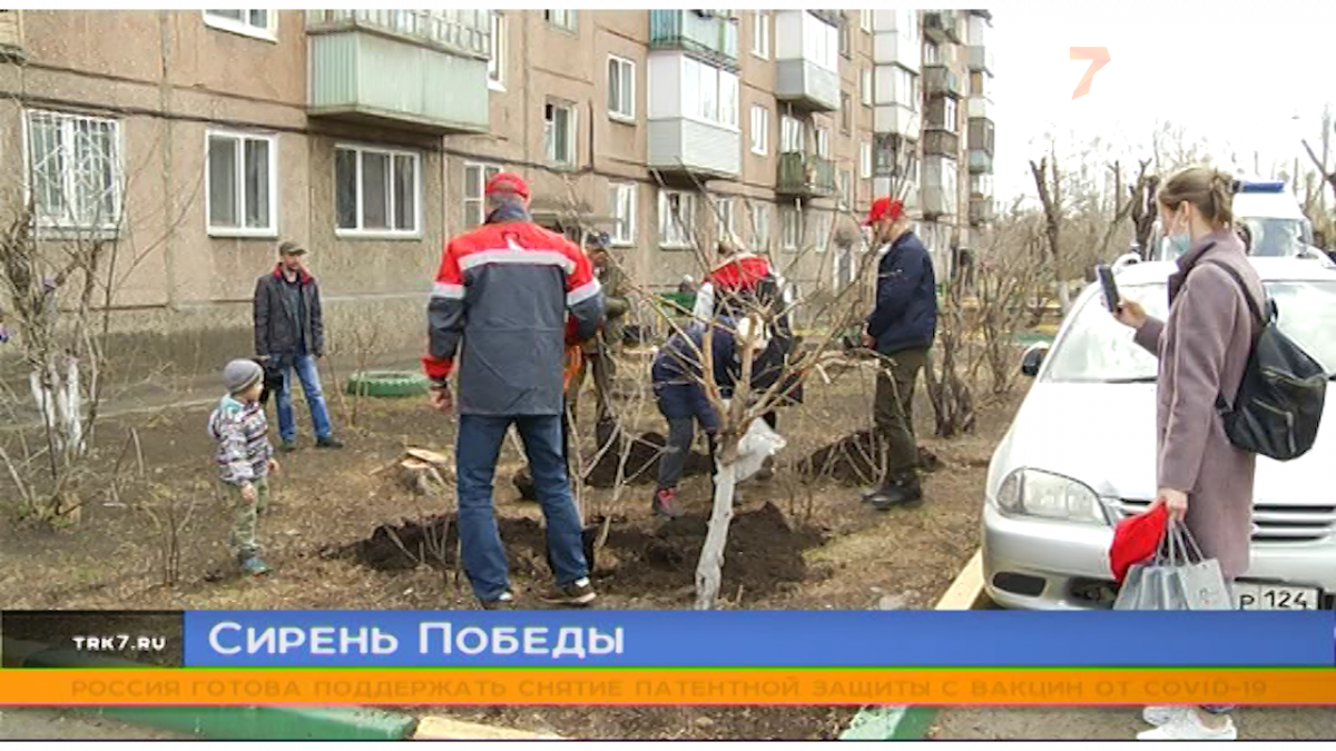 Волонтеры РУСАЛа высадили под окнами красноярских ветеранов кусты сирени —  Новости Красноярска на 7 канале