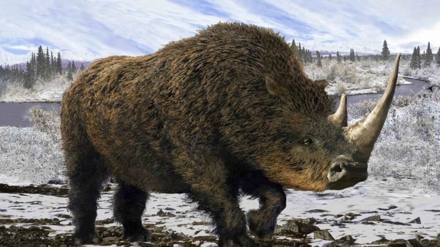 Фрагмент черепа шерстистого носорога нашли в заповеднике Красноярского края