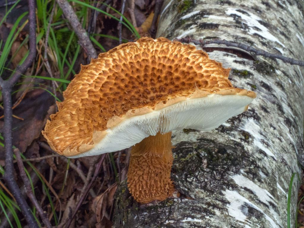 В Саяно-Шушенском заповеднике нашли один из редчайших видов грибов