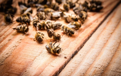 Более 20 млн пчёл в Красноярском крае погибли из-за сильнодействующих химикатов. Фото: Следственный комитет