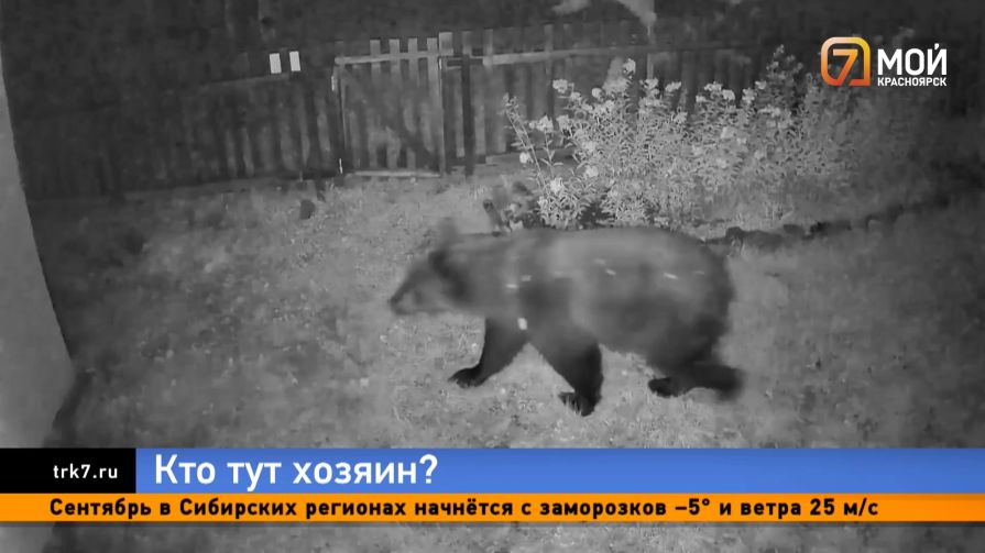 Спасайтесь дачники — медведи вторую неделю терроризируют 11 поселков под Красноярском