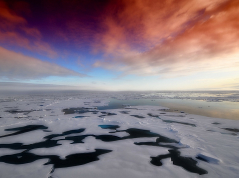 Красная книга Арктики будет электронной . Фото: депозитфотос