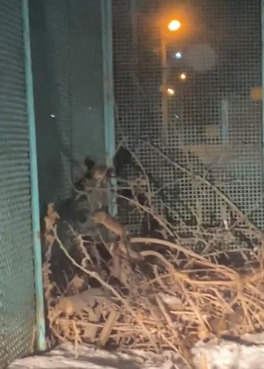 В Ачинске жители жалуются на полчища крыс в 28 квартале рядом с детским садом