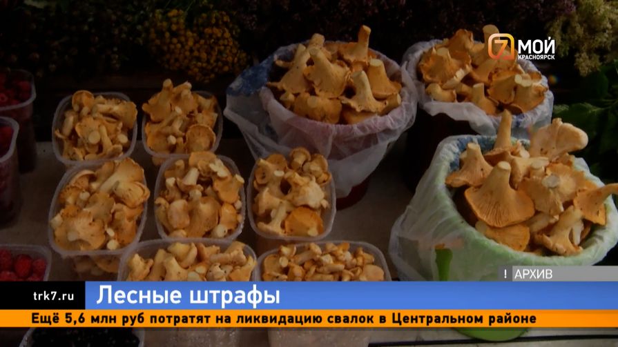 За сбор грибов и ягод в Красноярском крае начинают штрафовать 