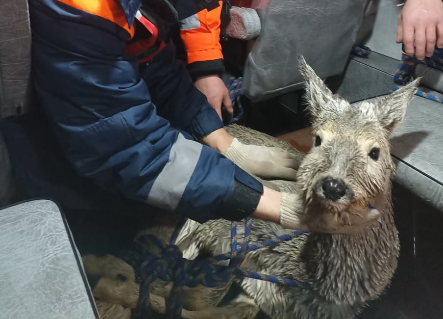 Нубийский козел. Коза ностра ферма. Спасли козу. Козы на ферме. Ворожей и коза.