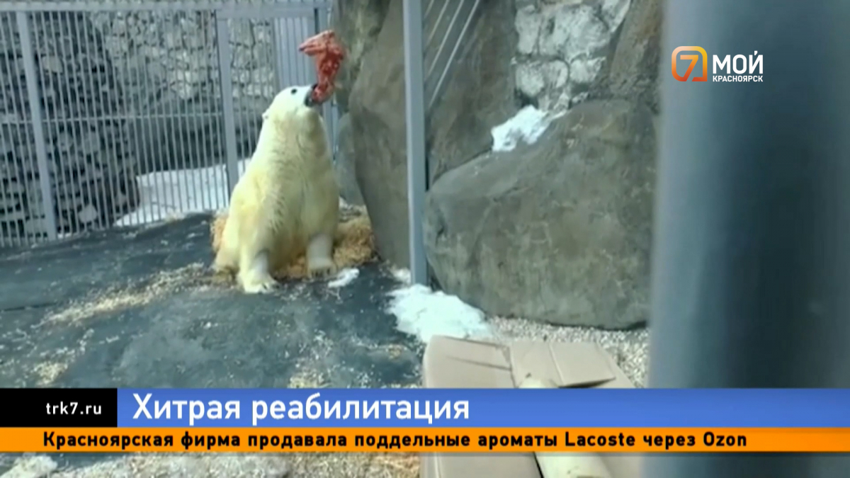 Белый медведь Диксон из Красноярского края идёт на поправку