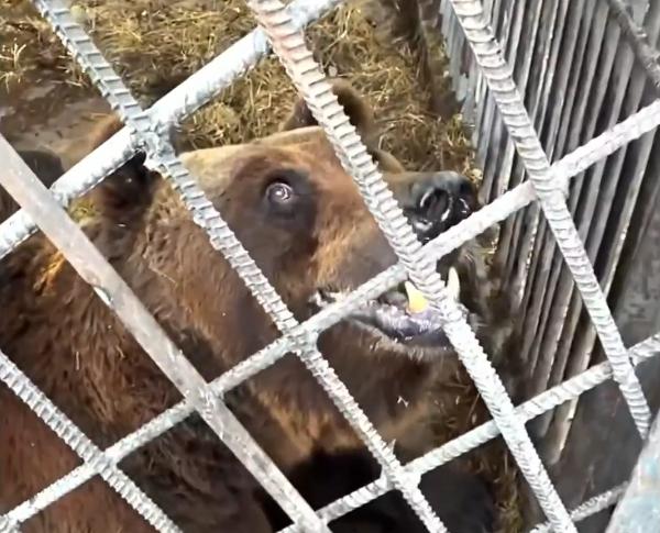 Московский парк львов забрал медведя из клетки в Красноярском крае