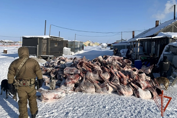 На Таймыре силовики поймали злостного браконьера
