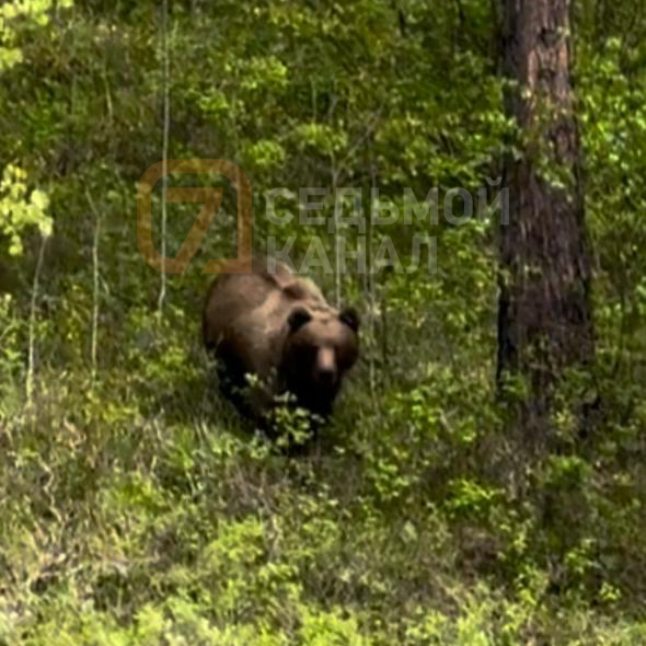 Медведицу с медвежатами застрелили у Мраморного карьера под Красноярском 