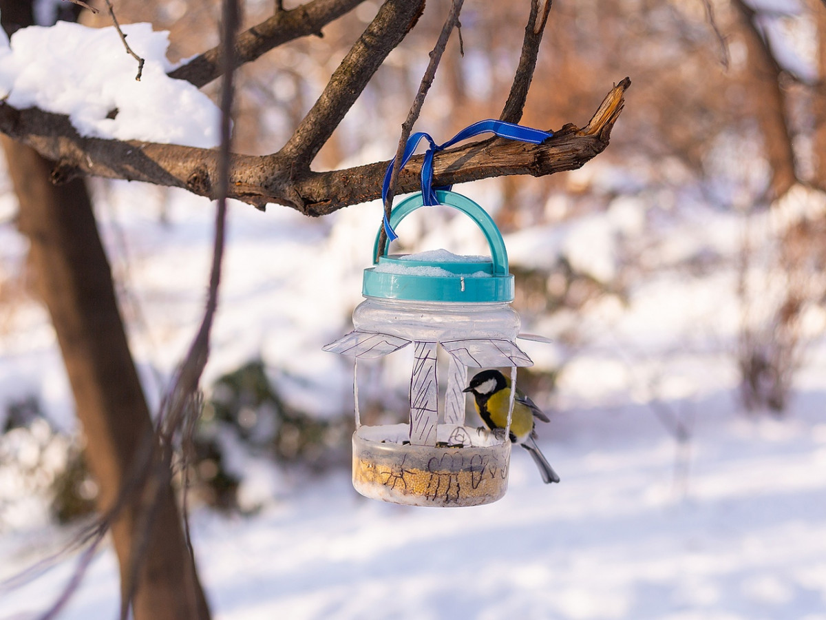 Красноярцев приглашают поучаствовать в акции в честь «Дня зимующих птиц» 