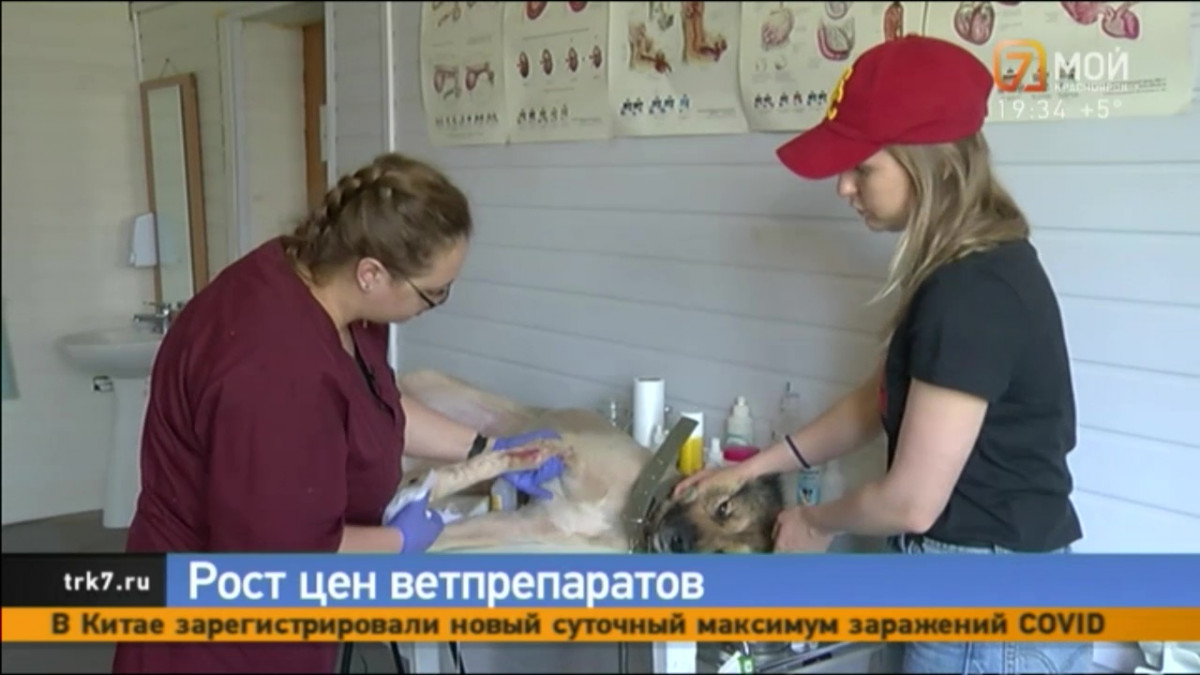 В Красноярске подорожали лекарства для животных