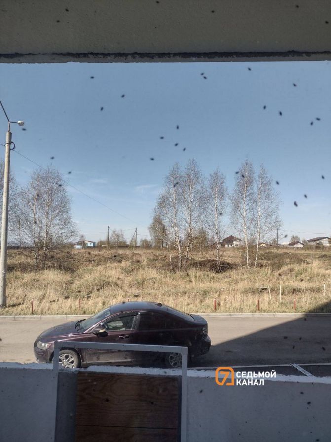 Клопы атаковали два микрорайона в Красноярске: сетки на окнах не спасают
